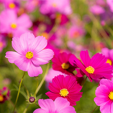 たくさんのコスモス